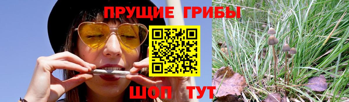 Галлюциногенные грибы Psilocybine cubensis Петрозаводск